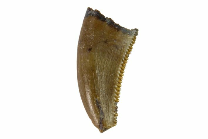 Theropod (Raptor) Tooth - Judith River Formation #133481